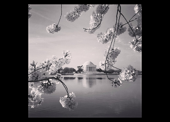 Anne Marie Pippin / 3rd Place, 2013 Cherry Blossom Photo Contest