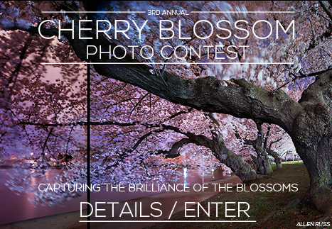2013 Cherry Blossom Photo Contest FotoDC